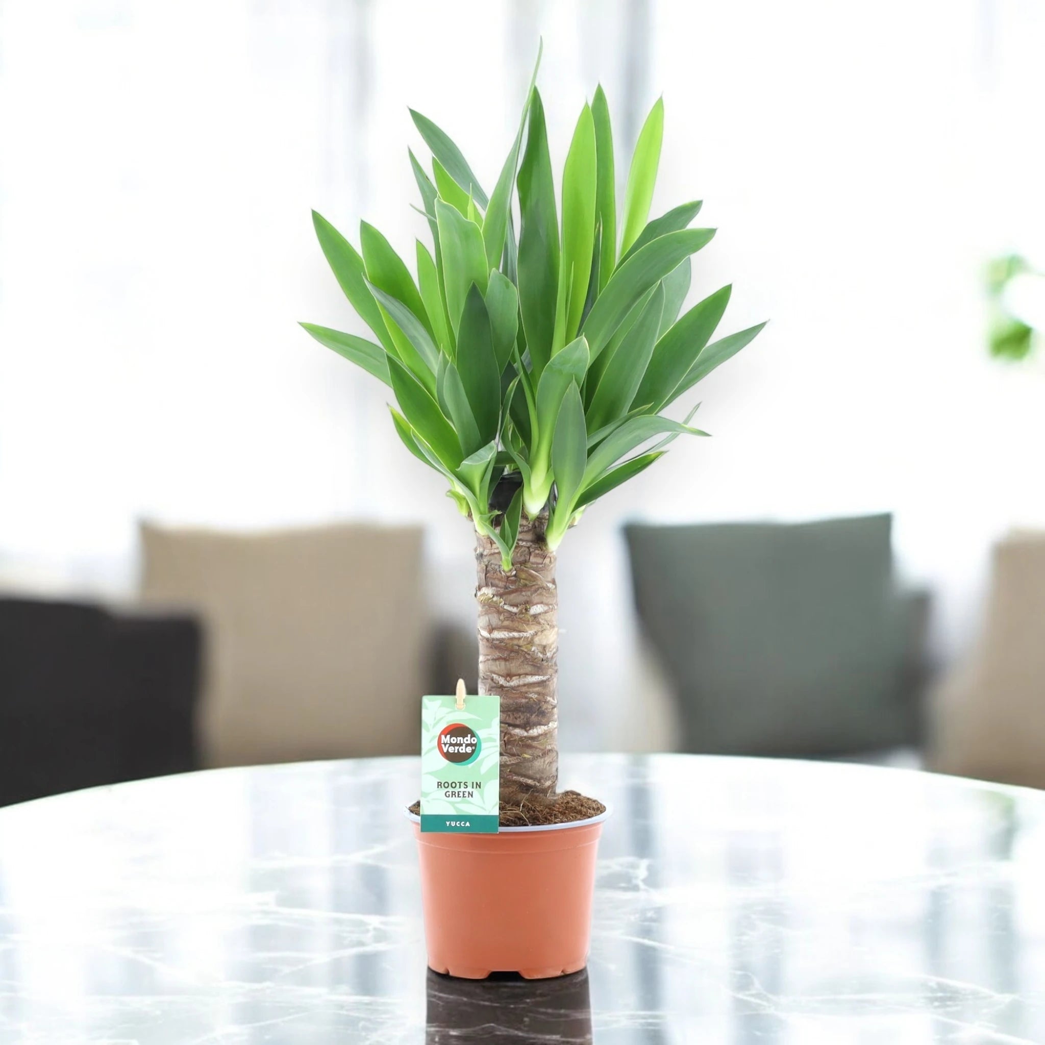 Yucca con luce naturale