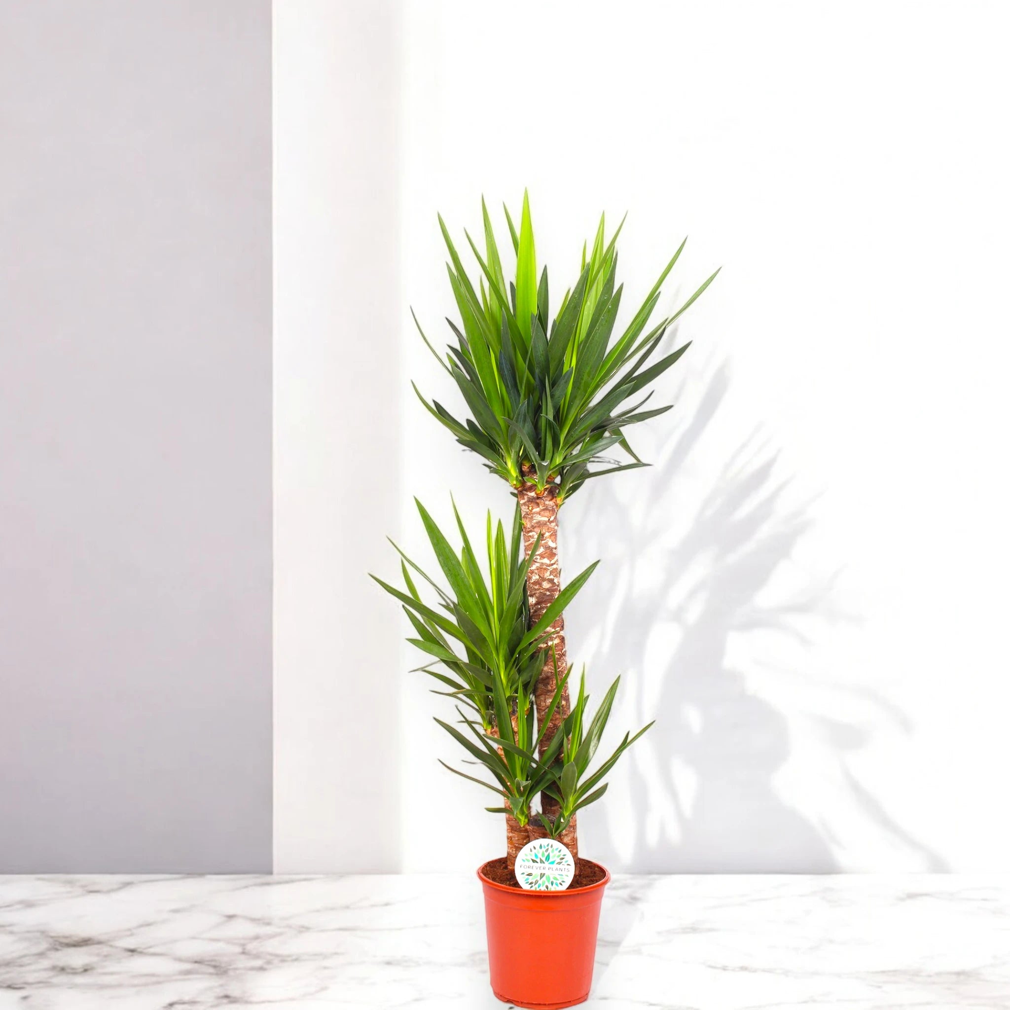 Yucca grande elegante