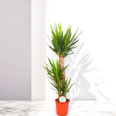 Yucca grande elegante