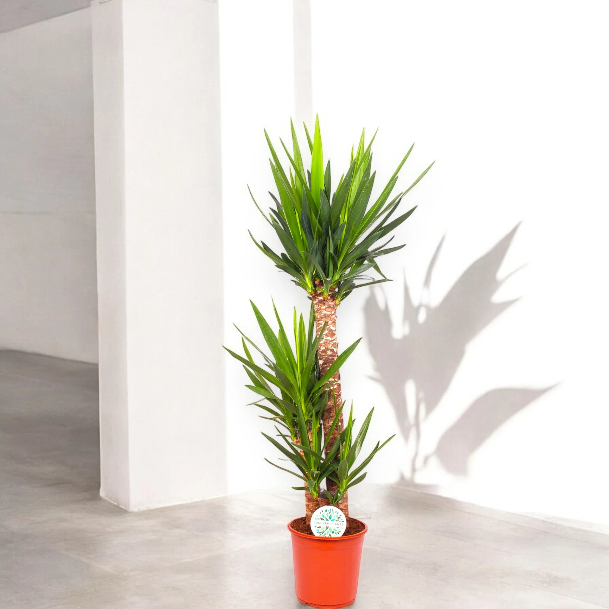 Yucca grande elegante luminosa