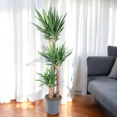 Yucca grande in sala