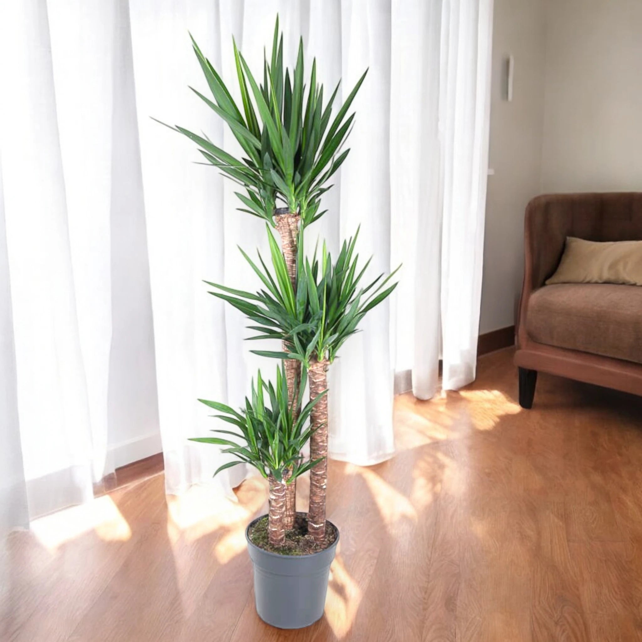 Yucca grande in sala luminosa
