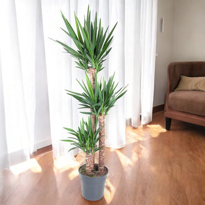 Yucca grande in sala luminosa