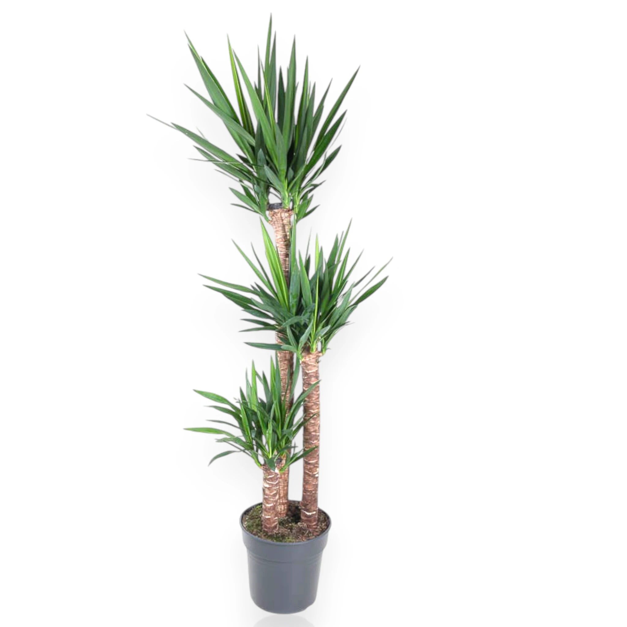 Yucca grande sfondo bianco