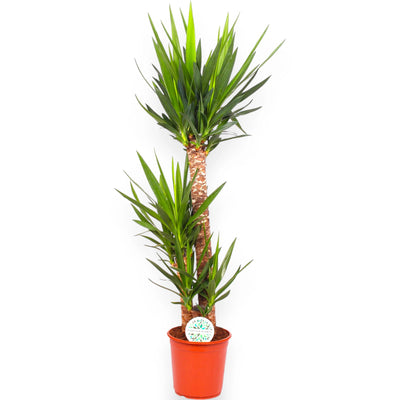 Yucca grande sfondo neutro