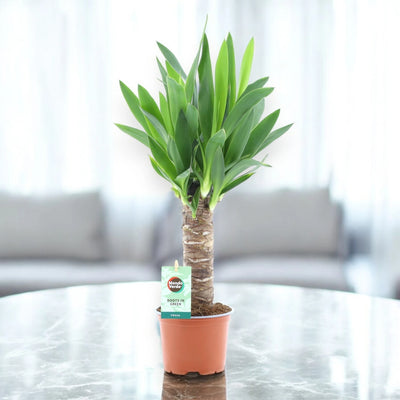 Yucca in sala