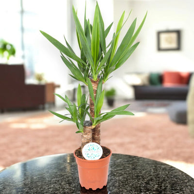 Yucca in salotto
