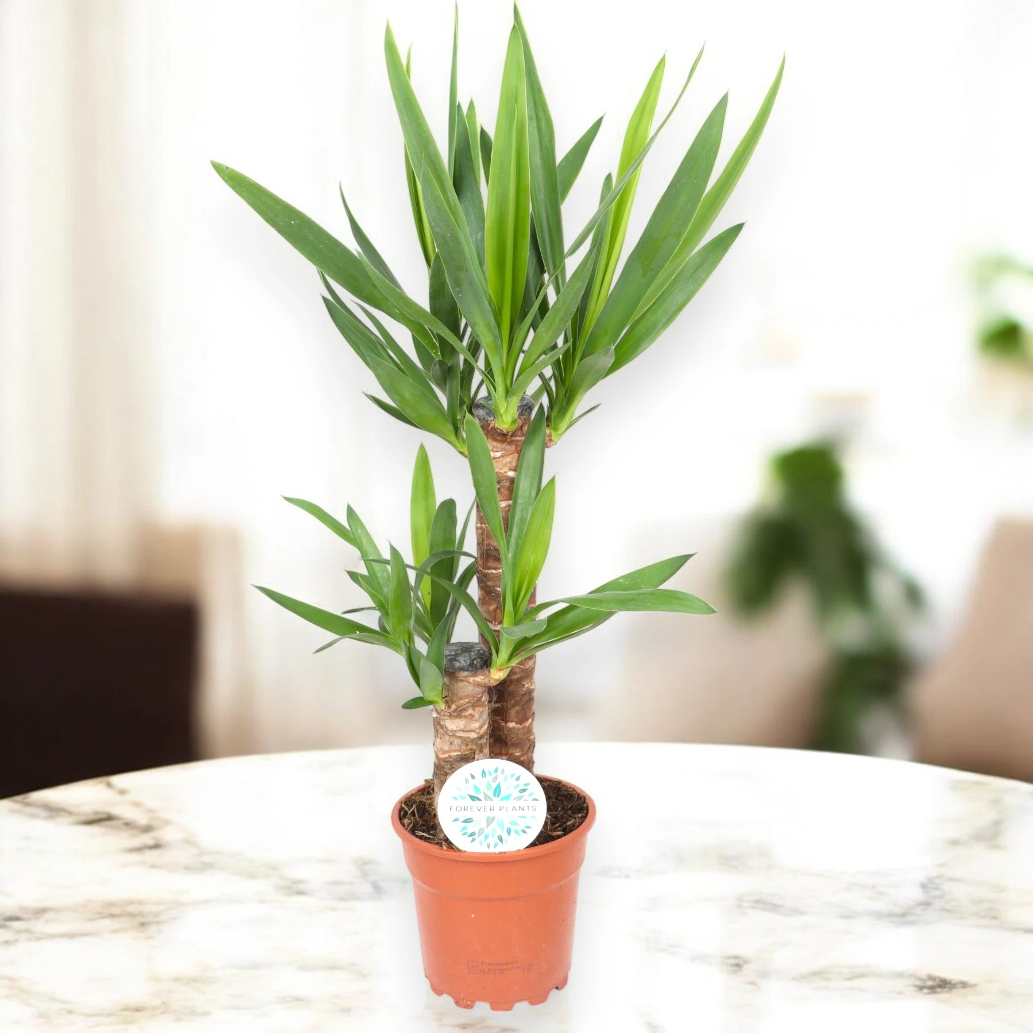 Yucca in tavolo marmo
