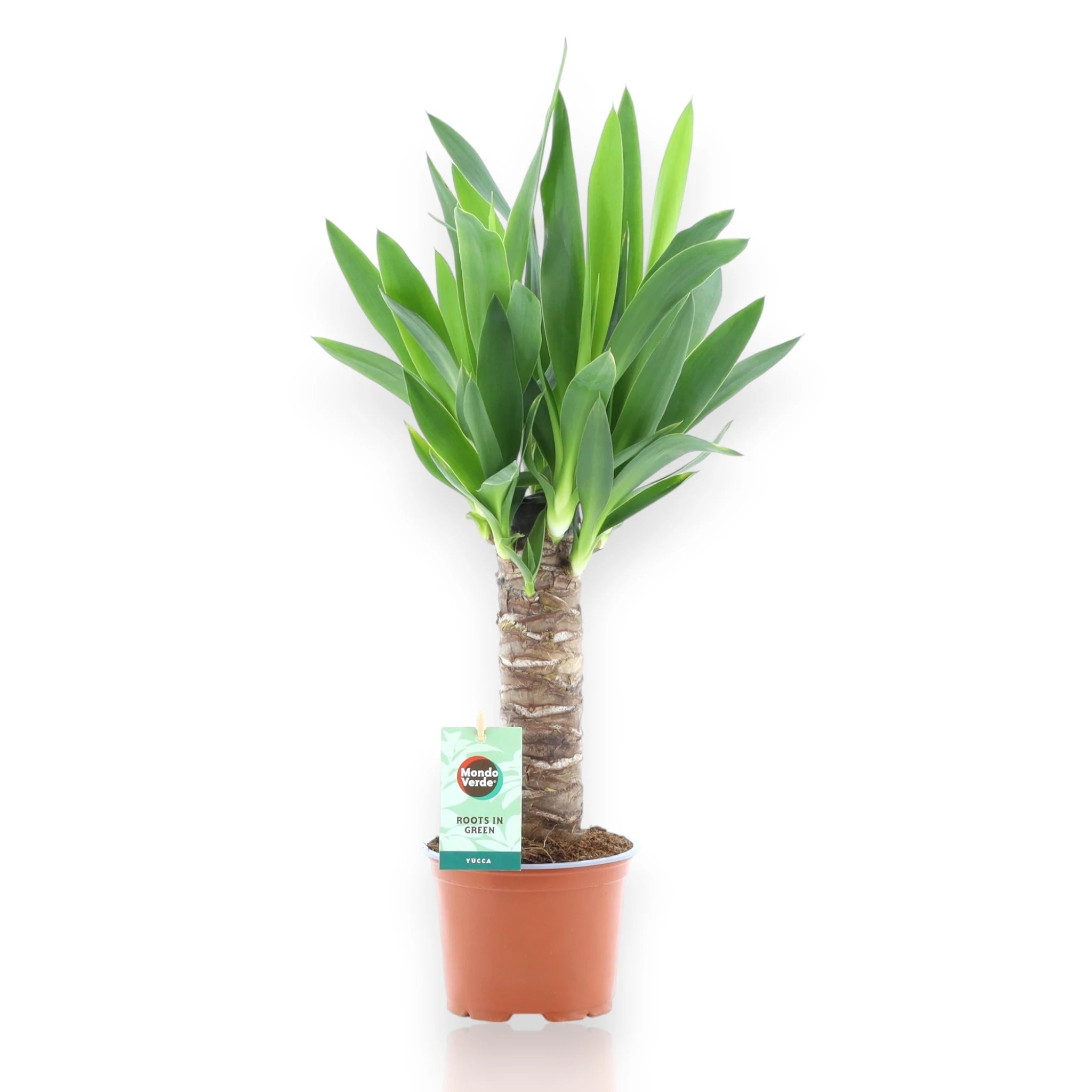 Yucca sfondo bianco