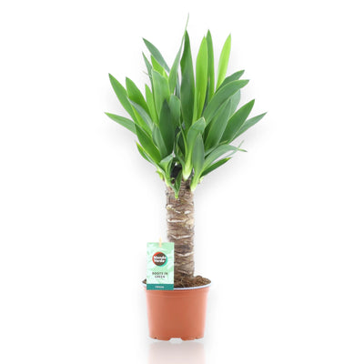 Yucca sfondo bianco