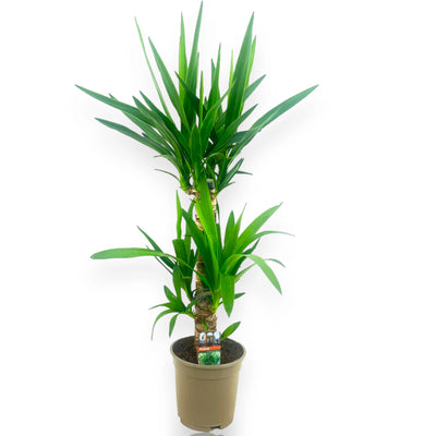 Yucca sfondo bianco neutro