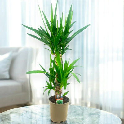 Yucca sfondo in sala elegante