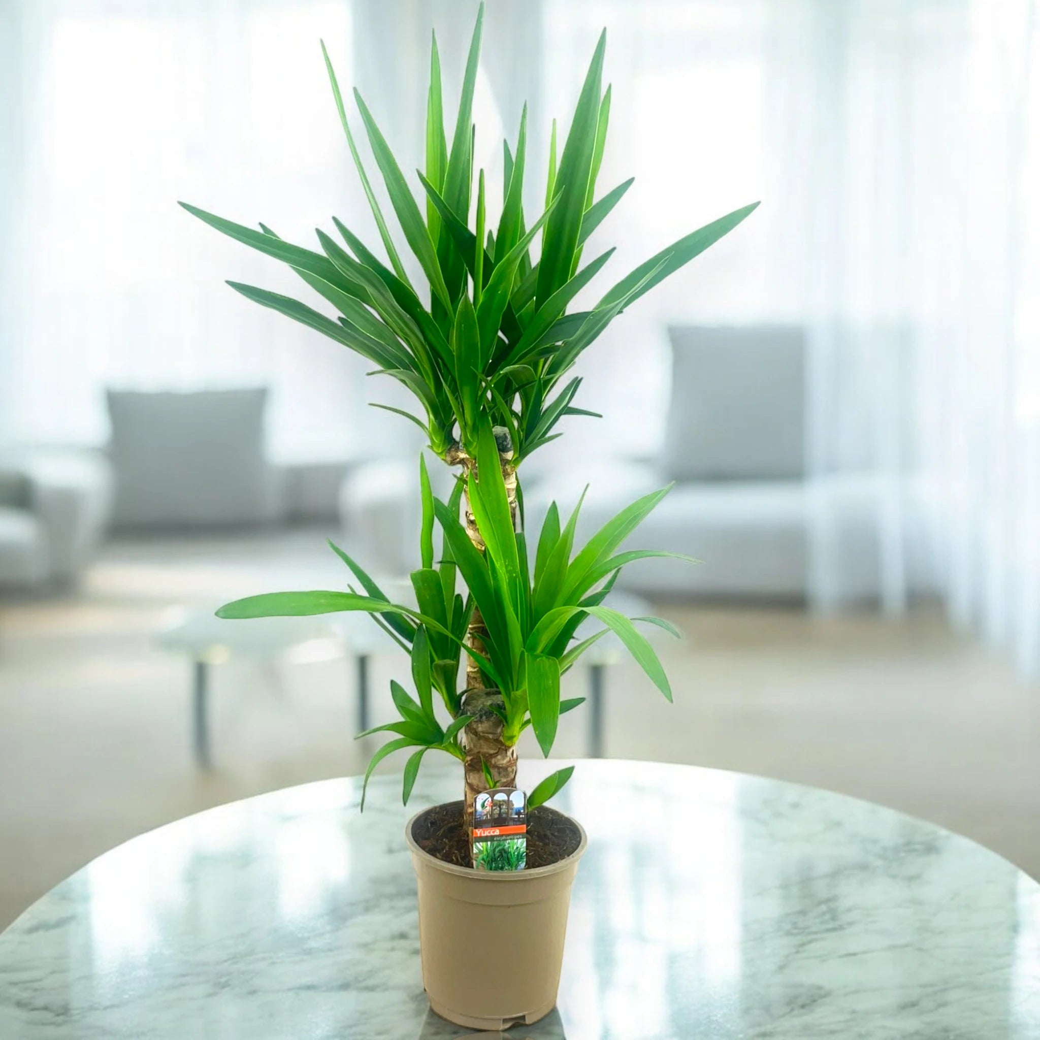 Yucca sfondo in sala luminosa