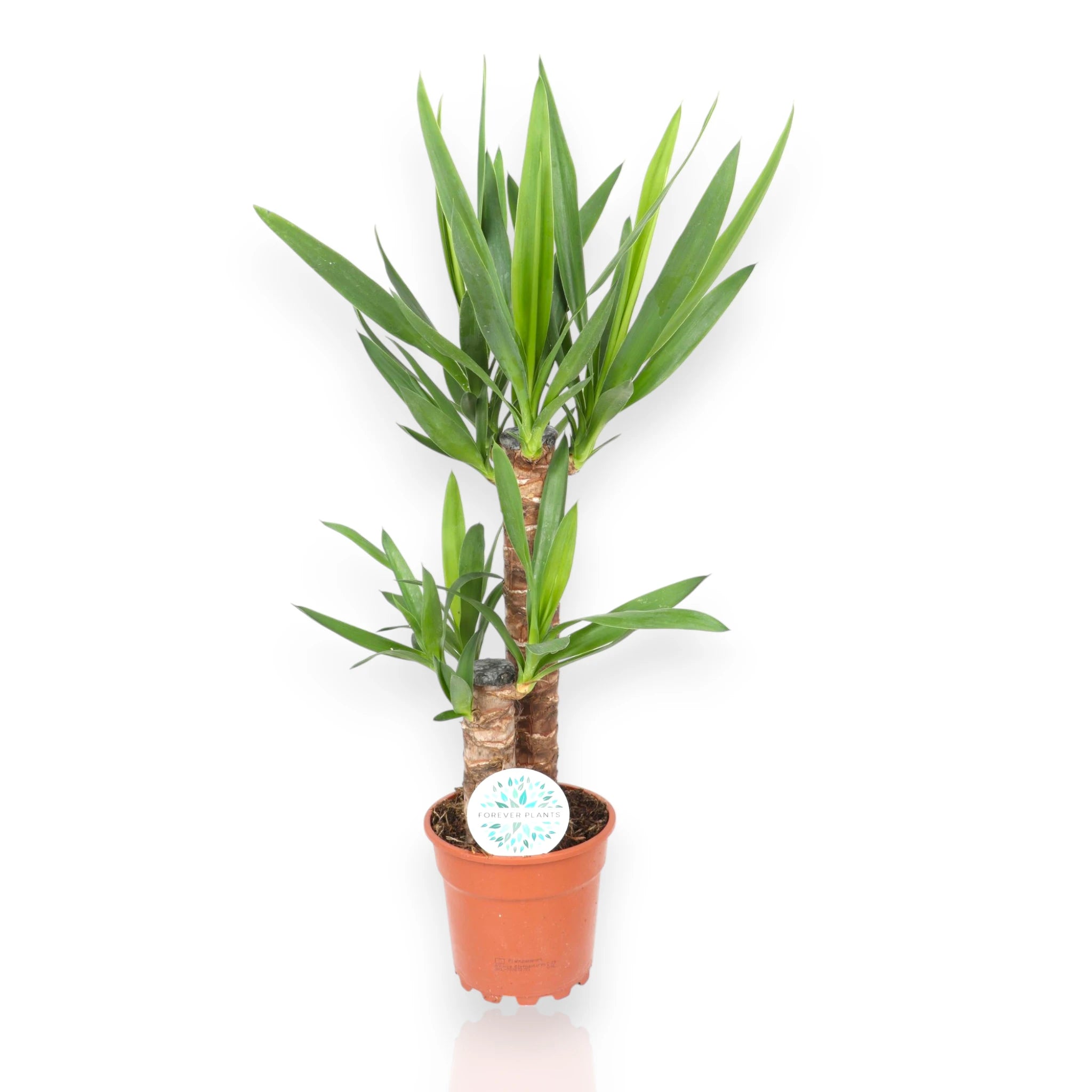 Yucca sfondo neutro