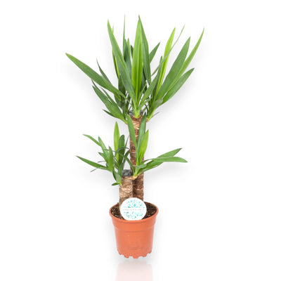 Yucca sfondo neutro
