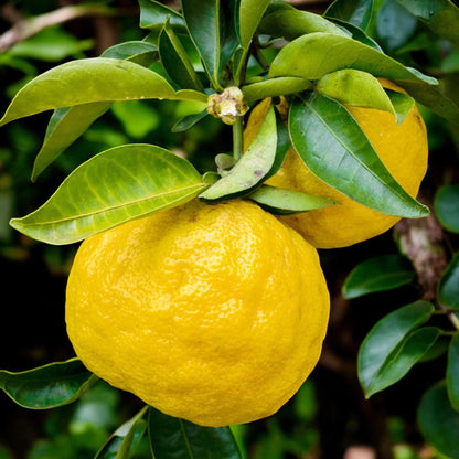 Pianta di yuzu Citrus junos con frutti gialli rugosi e foglie verdi