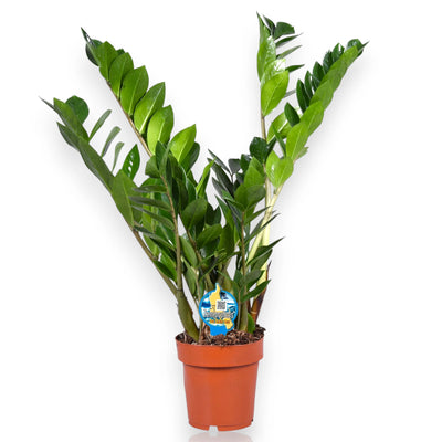 Zamioculcas ornamentale in vaso