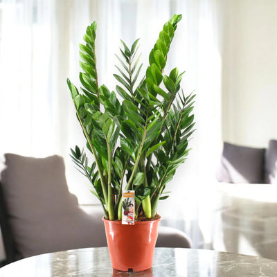 Pianta ZZ in ambiente moderno e luminoso