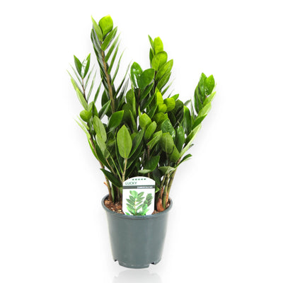 Pianta ZZ in vaso moderno