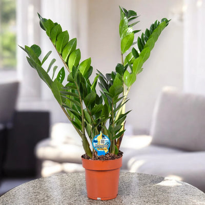 Zamioculcas zamiifolia decorativa da casa