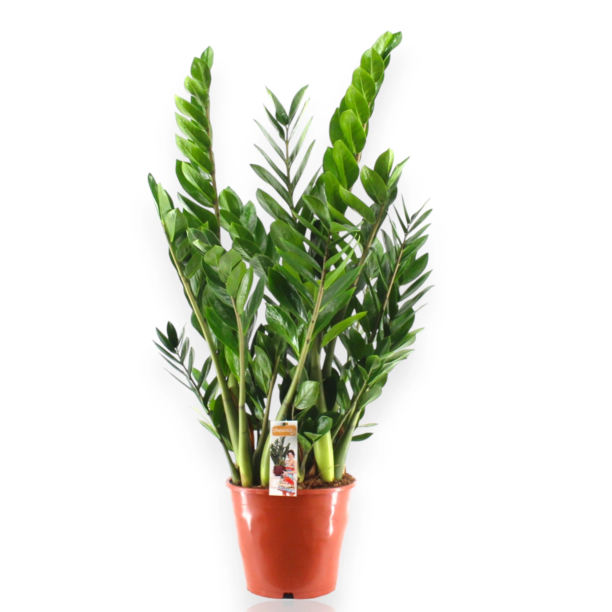 Zamioculcas zamiifolia con fogliame folto
