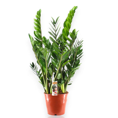 Zamioculcas zamiifolia con fogliame folto