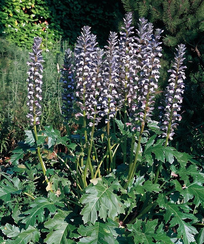 Acanthus mollis in piena fioritura in un giardino mediterraneo