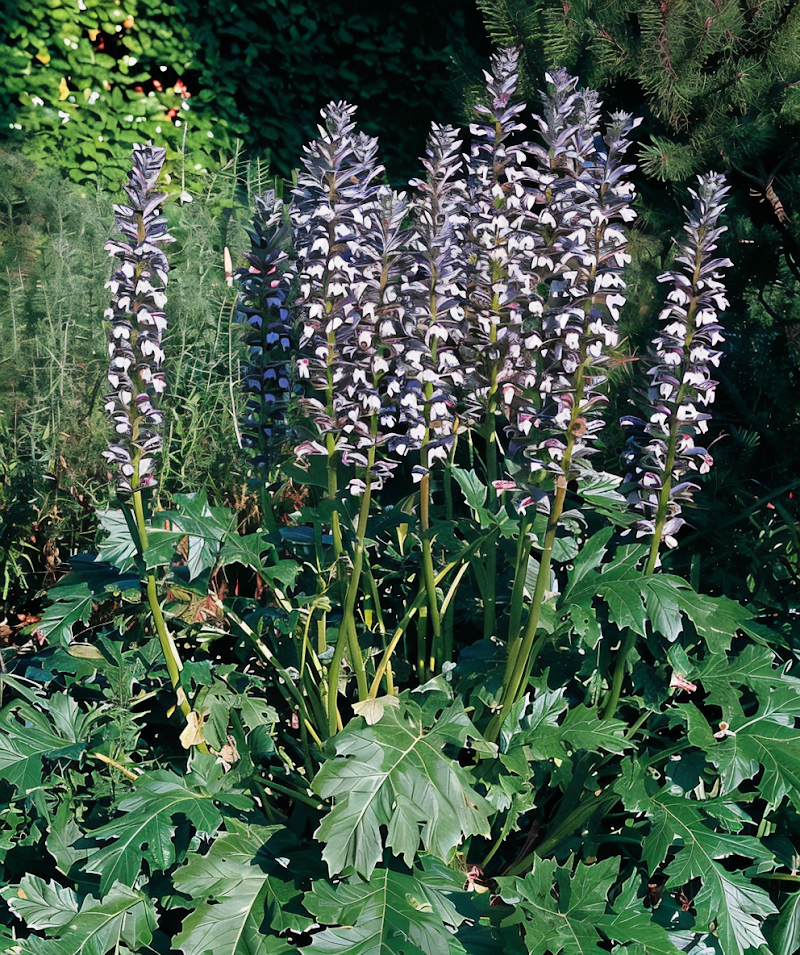 Acanthus mollis in piena fioritura in un giardino mediterraneo