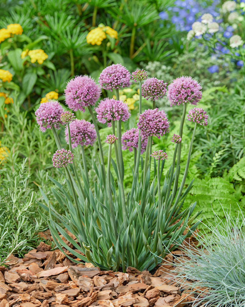 Allium schoenoprasum 'Little Sapphire' in piena fioritura con fiori viola su sfondo verde
