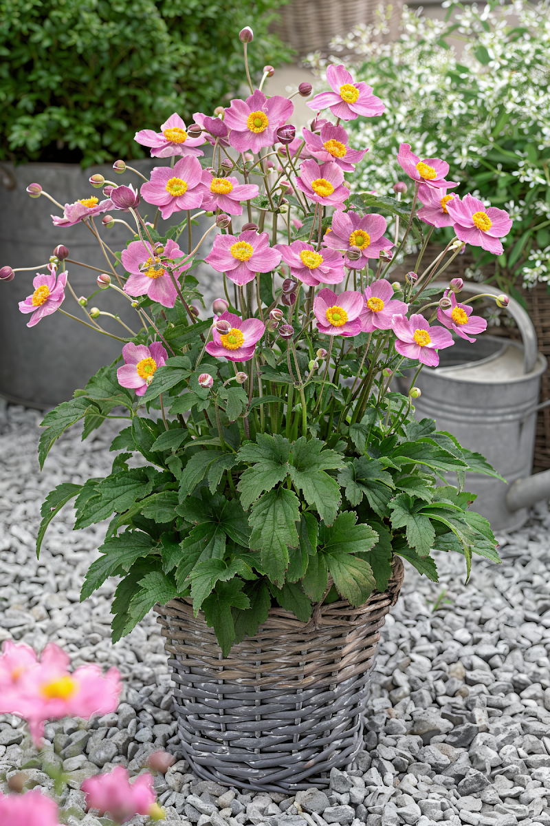 Anemone 'Fantasy Cinderella' in piena fioritura con petali rosa e bianchi