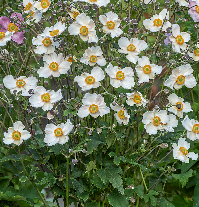 Anemone coronaria 'Royal Blanco' fiori bianchi in giardino