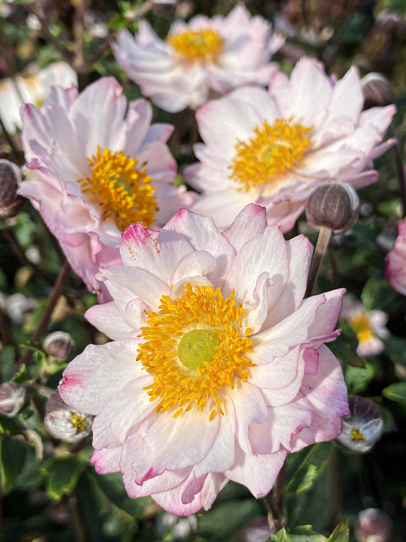 Anemone coronaria 'Royal Candy' con grandi fiori bicolori rosa e bianchi in un giardino primaverile.