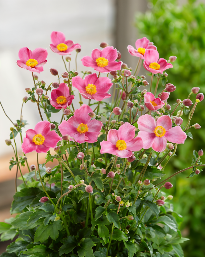 Anemone hupehensis 'Fantasy Jasmine' in piena fioritura autunnale in un giardino