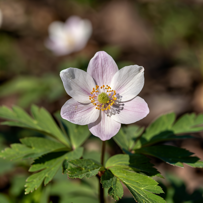 Anemone hupehensis 'Prinz Heinrich' fioritura autunnale in giardino