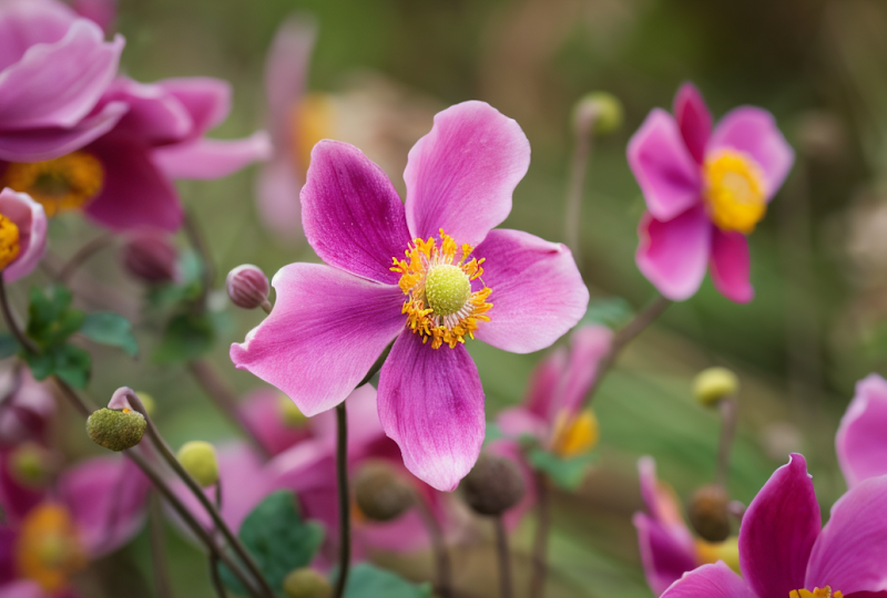Anemone hupehensis Splendens fiorito in giardino, con petali rosa intenso