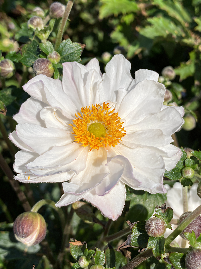 Anemone Fantasy Rapunzel, fiore rosa intenso in un giardino d'autunno