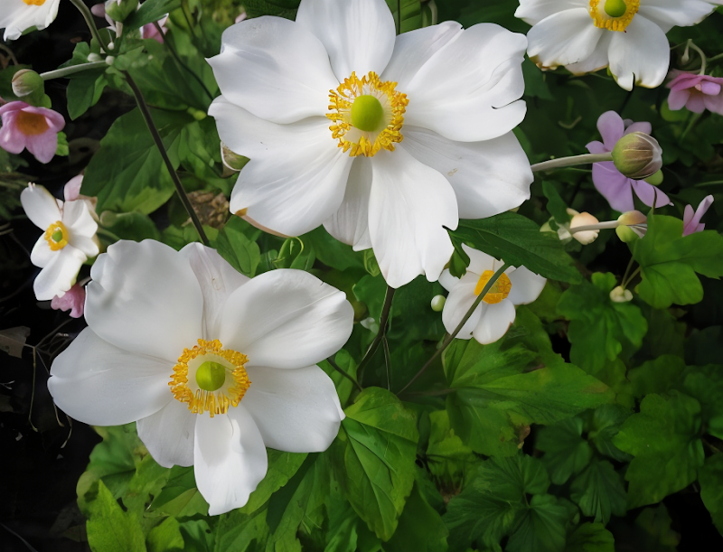 Anemone x hybrida Andrea Atkinson in fioritura, fiori bianchi eleganti in giardino