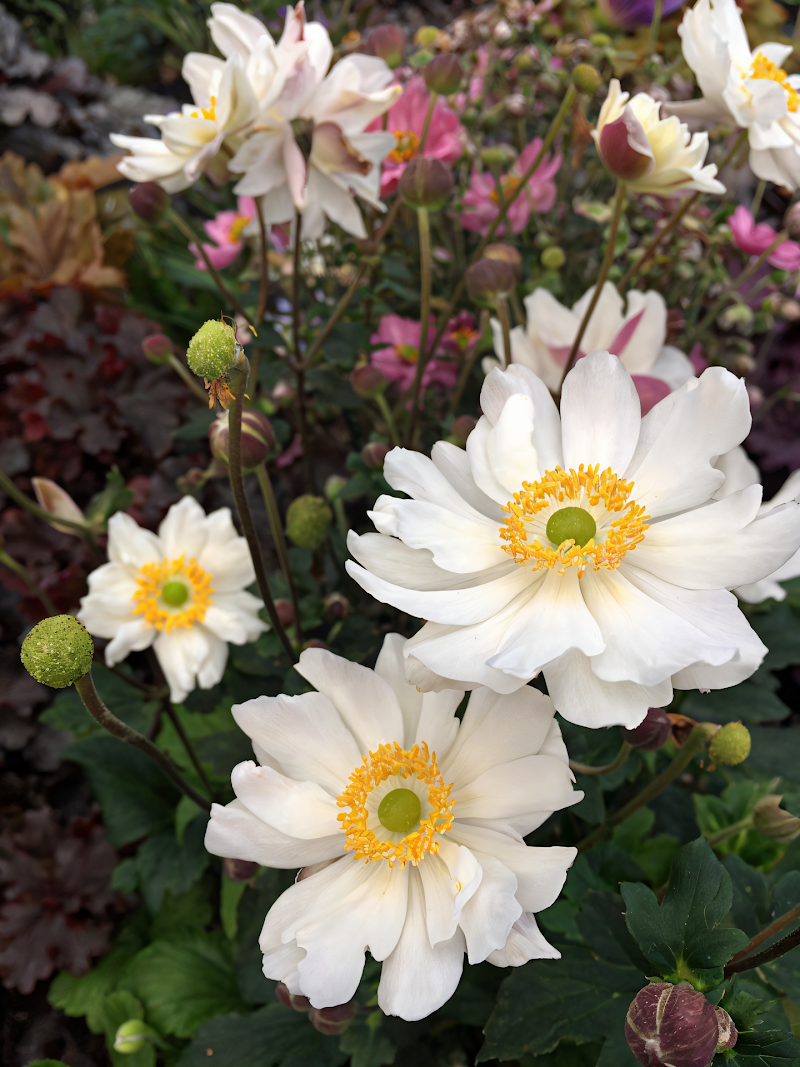 Anemone x hybrida 'Snow Angel' con candidi fiori bianchi in un giardino ombreggiato