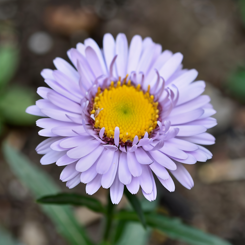 Aster ageratoides 'Stardust' in piena fioritura, fiori bianchi stellati