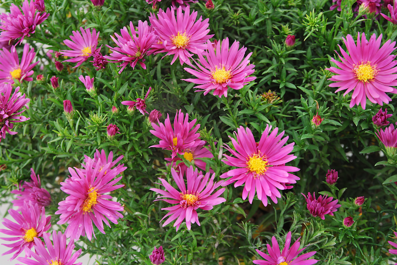 Aster dumosus 'Island Tonga' in piena fioritura autunnale, colori rosa lavanda