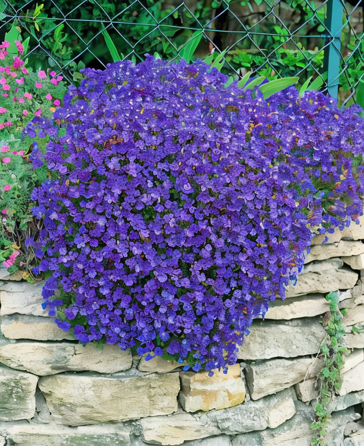 Aubrieta deltoidea Cascade Blue in piena fioritura su un muro a secco
