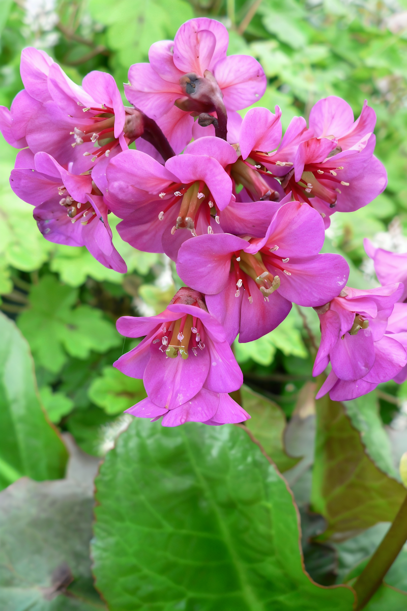 Bergenia 'Abendglut' con fiori rosa intenso in primo piano in un giardino ombreggiato