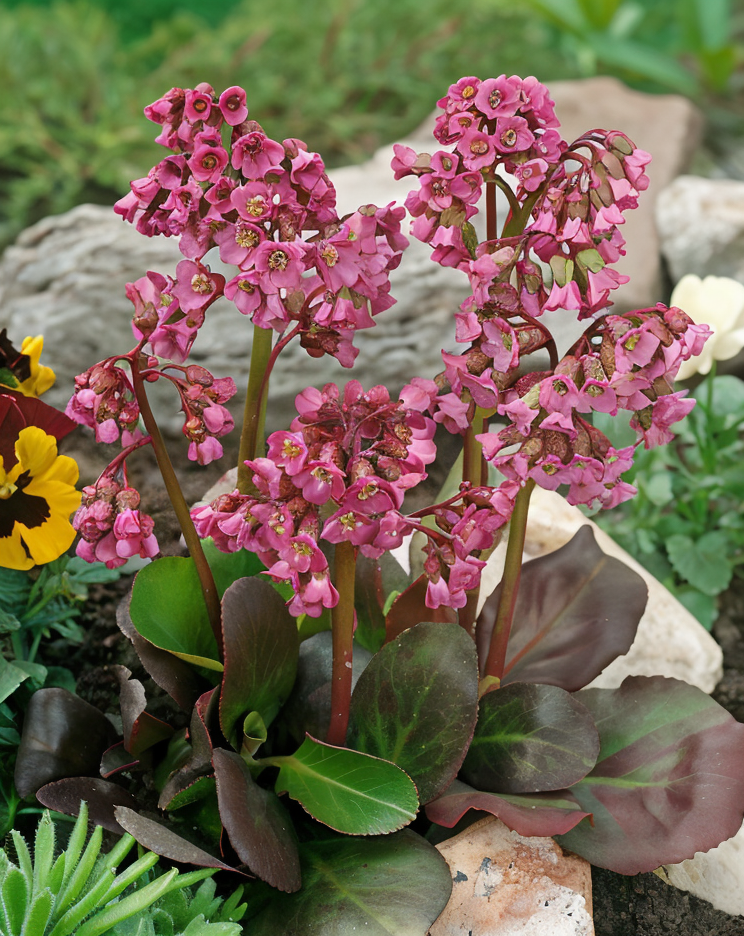 Bergenia 'Purpurascens' con foglie color porpora e fiori rosa primaverili in un giardino roccioso.