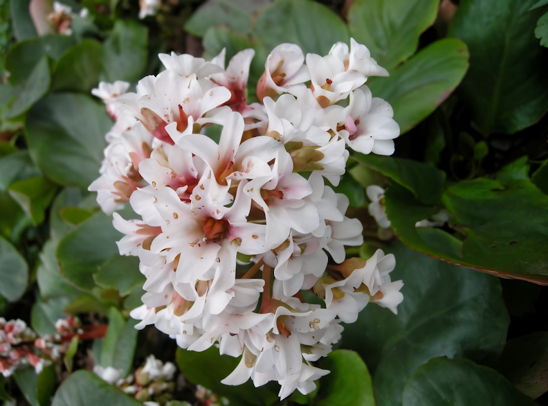 Bergenia - Silberlicht, fiori bianco-rosati e foglie lucide
