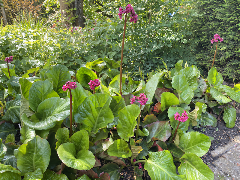 Bergenia cordifolia 'Winterglow' in fioritura, primi segni di primavera