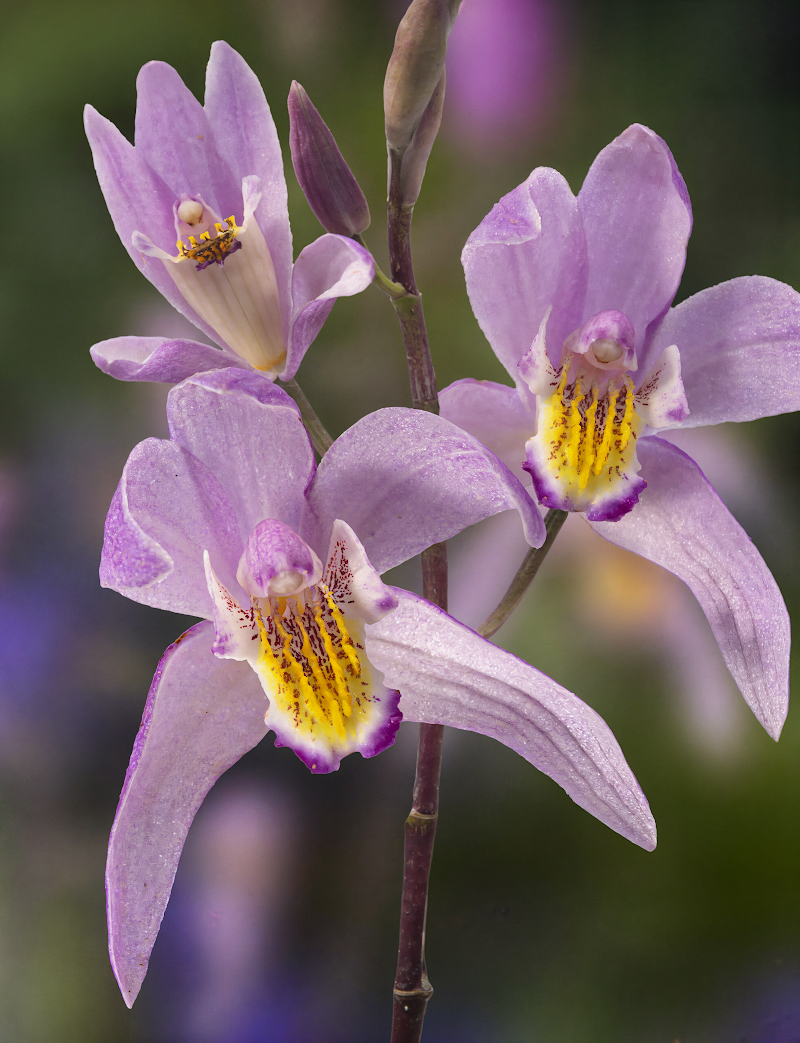 Bletilla striata 'Penway Dragon' in piena fioritura con fiori viola striati in un giardino ombroso