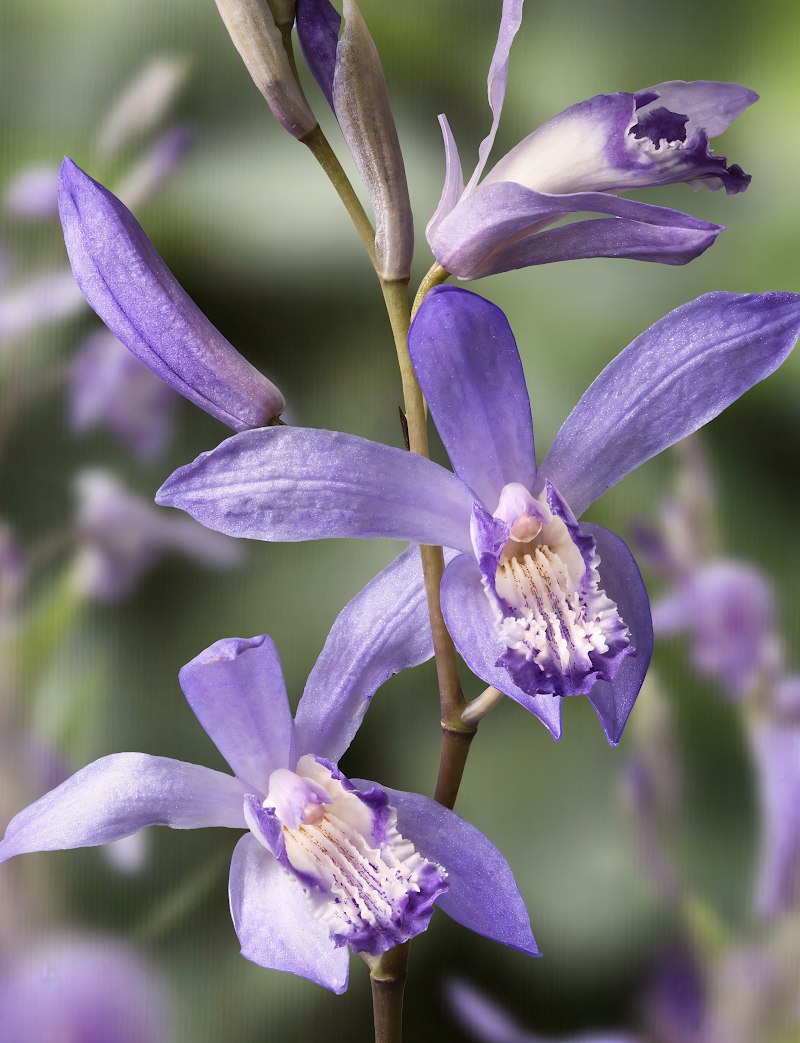 Bletilla striata Soryu 'Blue Dragon', orchidea terrestre con fiori viola-blu nel giardino ombreggiato