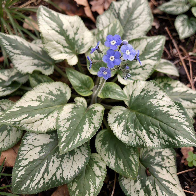 Brunnera macrophylla 'Jack Frost' fogliame argentato venato verde in ombra