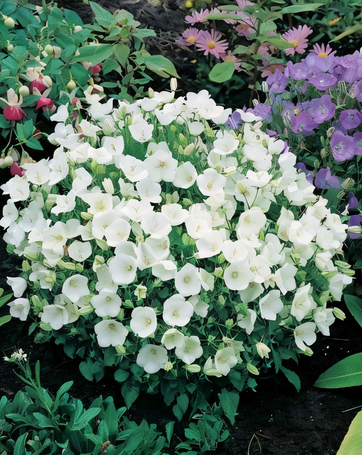 Campanula carpatica 'White Clips' in piena fioritura, fiori bianchi