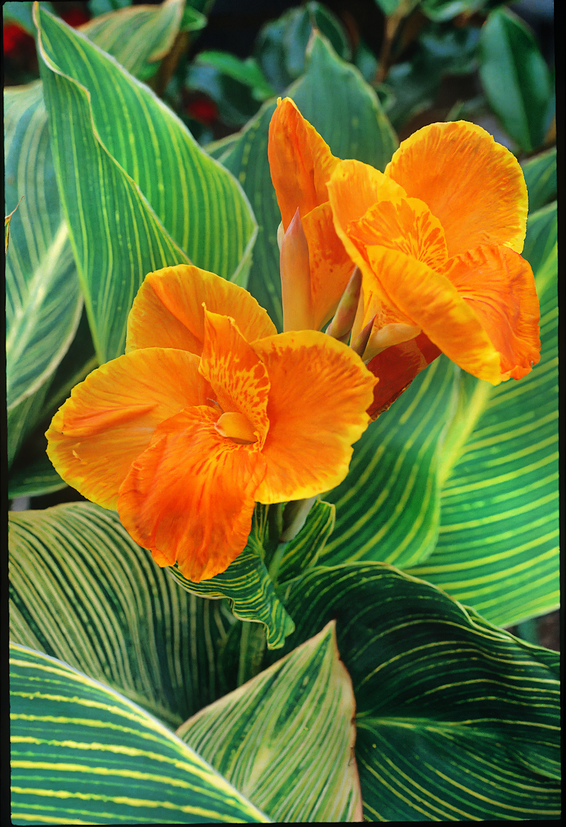 Canna Tropicanna Gold in piena fioritura con foglie striate nel giardino